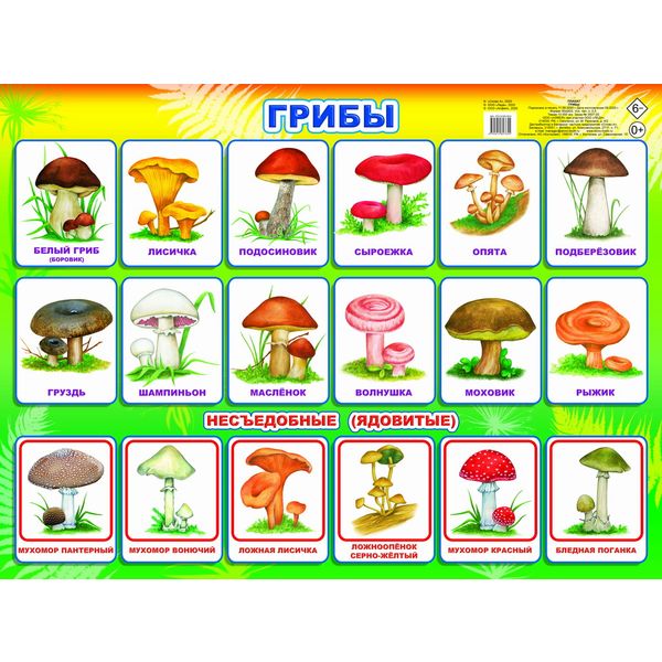 Плакат А2. Грибы, изд. ЛЕДА Плакат А2. Грибы, изд. ЛЕДА