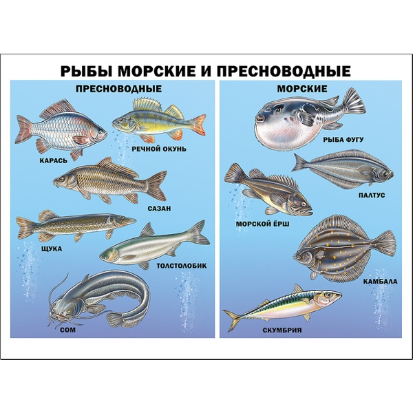 Плакат А2. Рыбы морские и пресноводные, изд. Prof-Press Плакат А2. Рыбы морские и пресноводные, изд. Prof-Press