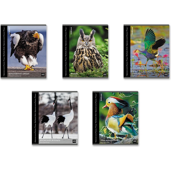 Тетрадь А5, клетка, 48 л., на скобе, 60 г/м², глянц. лам., ErichKrause Энциклопедия_Красная книга России_Птицы_MIX-PACK