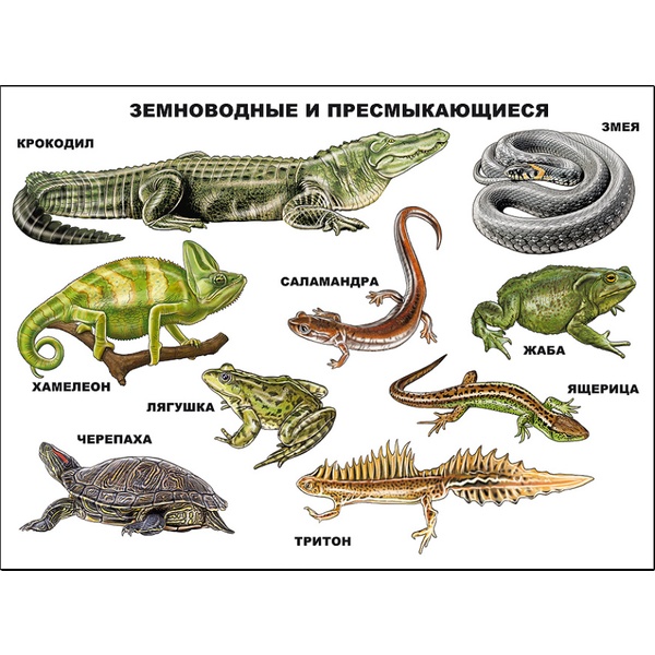 Плакат А2. Земноводные и пресмыкающиеся, изд. Prof-Press Плакат А2. Земноводные и пресмыкающиеся, изд. Prof-Press
